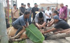 Permalink to Sembelih Hewan Kurban TP-PKK Tanjab Barat, Bupati Anwar Sadat Apresiasi dan Harap Bisa Meningkat di Tahun Mendatang