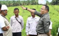 DRA Berdayakan Petani Sawit Melalui Hilirisasi Energi Sawit