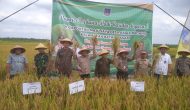Permalink to Panen Perdana Padi di Desa Rawa Medang: Bupati Tanjung Jabung Barat Dorong Peningkatan Ketahanan Pangan