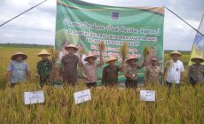 Permalink to Panen Perdana Padi di Desa Rawa Medang: Bupati Tanjung Jabung Barat Dorong Peningkatan Ketahanan Pangan