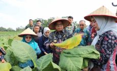Permalink to Pj. Gubernur Samsudin Panen Tembakau dan Beri Bantuan Pupuk di Lampung Timur
