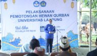 Permalink to Unila Adakan Kurban 32 Sapi dan 17 Kambing