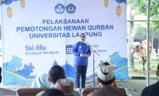 Permalink to Unila Adakan Kurban 32 Sapi dan 17 Kambing
