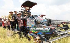 Permalink to Pj. Gubernur Samsudin dan Ibu Maidawati Panen Raya Padi Musim Tanam Gadu di Mesuji