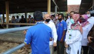 Permalink to Kemenkop UKM dan Pemprov Lampung Bidik Peternak Bentuk Holding Usaha Koperasi