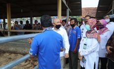 Permalink to Kemenkop UKM dan Pemprov Lampung Bidik Peternak Bentuk Holding Usaha Koperasi