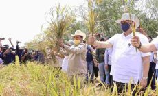 Permalink to Gubernur Arinal dan Menko Perkonomian RI Panen Perdana Padi Gogo