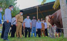Bupati Dodi Reza Sebar Puluhan Hewan Kurban untuk Warga Muba