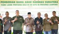 Permalink to Anak Harimau Sumatera Tampil Perdana, Gubernur Lampung Resmikan Nama