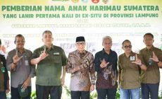 Permalink to Anak Harimau Sumatera Tampil Perdana, Gubernur Lampung Resmikan Nama