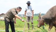 Permalink to Bupati Dodi Reza Pastikan Hewan Kurban di Muba Sehat