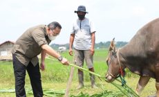 Permalink to Bupati Dodi Reza Pastikan Hewan Kurban di Muba Sehat