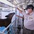 Buka Peluang Ekspor Peternakan, Gubernur Arinal Dukung Ekspor Daging Sapi Wagyu dari PT. AustAsia Stockfeed