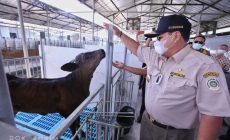 Permalink to Buka Peluang Ekspor Peternakan, Gubernur Arinal Dukung Ekspor Daging Sapi Wagyu dari PT. AustAsia Stockfeed