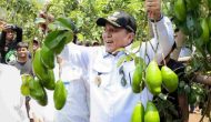 Permalink to Gubernur Arinal Panen Alpukat Siger, Hasil Program Rehabilitasi Hutan dan Lahan