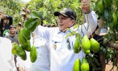Permalink to Gubernur Arinal Panen Alpukat Siger, Hasil Program Rehabilitasi Hutan dan Lahan