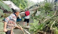 Permalink to BPBD Bandar Lampung Evakuasi Tujuh Pohon Tumbang dan Atap Baja Ringan Terbang