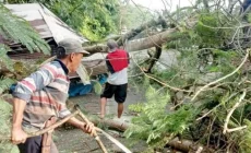 Permalink to BPBD Bandar Lampung Evakuasi Tujuh Pohon Tumbang dan Atap Baja Ringan Terbang