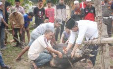 Permalink to Pemotongan Serentak Hewan Kurban Seluruh OPD, Bupati Anwar Sadat: Bentuk Rasa Syukur dan Peduli Pada Masyarakat