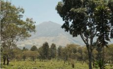 Permalink to Wisata Perkebunan Teh Wonosari Terlengkap dan Tereksotis
