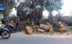 Permalink to Dinas PU Bina Marga Tebang Pohon  Warga tak Lagi Resah