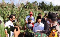 Upaya Warga Muba Kompak Saat Pandemi Covid -19 , Kelola Pangan Lokal