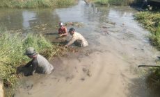 Permalink to Padat Karya Tunai (PKT) di Desa Sungai Cambai di Kerjakan Pembersihan Jalur Saluran Air diwilayah Desa Sungai Cambai