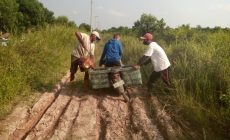 Warga Kelukan jalan Kabupaten Pengubung Desa Talang Batu Susah di Lewati saat Mengeluarkan Hasil Perkebunan dan Pertanian