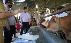 Permalink to Dinas Perikan dan Peternakan Bersama Bupati H.lanosin S.T. Laksanakan Kegiatan Vaksin PMK dan Tanam Cabai