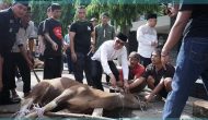 Permalink to DPRD bersama Sekretariat DPRD Muba Potong 6 Hewan Qurban