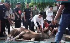 DPRD bersama Sekretariat DPRD Muba Potong 6 Hewan Qurban