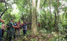 Permalink to Siapkan Hutan Kota Sekayu Dan Direncanakan Miliki Wahana Outbond