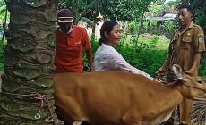Permalink to Cegah PMK Pada Hewan Ternak, Pemerintah Pekon Nusawungu Kawal Vaksin Hewan Ternak Sapi