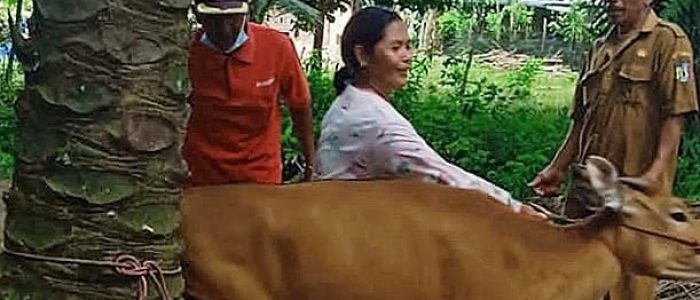 Cegah PMK Pada Hewan Ternak, Pemerintah Pekon Nusawungu Kawal Vaksin Hewan Ternak Sapi