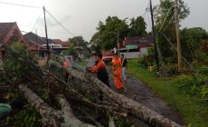 Permalink to Sempat Ganggu Lalin, BPBD Muba Evakuasi Pohon Tumbang