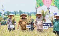 Permalink to Gubernur Arinal Djunaidi Lakukan Panen Raya Padi di Kabupaten Lampung Tengah