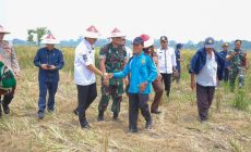 Permalink to Sinergi TNI Jaga Ketahanan Pangan, Optimalkan Lahan Tidur Jadi Produktif