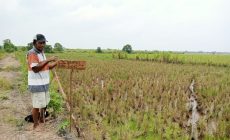 BATAS ANTAR DESA SUNGAI CAMBAI WONO SARI BELUM ADA KETENTUAN SENGKETA LAHAN TIDAK KUNJUNG SELESAI