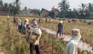 Permalink to Kegiatan Gotong Royong Pembuatan Badan Jalan di Pekon Sukorejo Kecamatan Pardasuka
