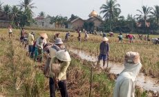 Permalink to Kegiatan Gotong Royong Pembuatan Badan Jalan di Pekon Sukorejo Kecamatan Pardasuka Permalink to Kegiatan Gotong Royong Pembuatan Badan Jalan di Pekon Sukorejo Kecamatan Pardasuka