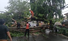 Permalink to BPBD Bandar Lampung Bergerak Cepat Evakuasi Pohon Tumbang, Akibat Hujan Deras dan Angin Kencang