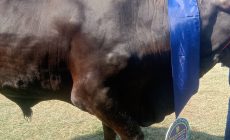 Permalink to Walikota Eva Dwiana Salurkan 93 Hewan Qurban