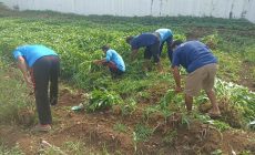 Permalink to Lapas Kotaagung Kembali Panen Kangkung Hasil Kemandirian Warga Binaan