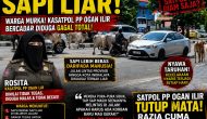 “INDRALAYA DARURAT SAPI LIAR!”  Warga Murka, Kasatpol PP Ogan Ilir Rosita Diduga Gagal Total, Jalan Raya Berubah Jadi Kandang Ternak