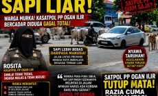 “INDRALAYA DARURAT SAPI LIAR!”  Warga Murka, Kasatpol PP Ogan Ilir Rosita Diduga Gagal Total, Jalan Raya Berubah Jadi Kandang Ternak