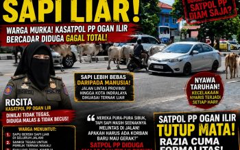 Permalink to “INDRALAYA DARURAT SAPI LIAR!”  Warga Murka, Kasatpol PP Ogan Ilir Rosita Diduga Gagal Total, Jalan Raya Berubah Jadi Kandang Ternak
