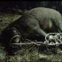 Babi Hutan Seruduk Penghuni Rumah Warga hingga Terluka Di Tanjung Beringin