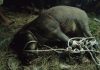 Permalink to Babi Hutan Seruduk Penghuni Rumah Warga hingga Terluka Di Tanjung Beringin
