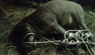 Babi Hutan Seruduk Penghuni Rumah Warga hingga Terluka Di Tanjung Beringin Babi Hutan Seruduk Penghuni Rumah Warga hingga Terluka Di Tanjung Beringin