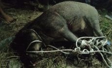 Permalink to Babi Hutan Seruduk Penghuni Rumah Warga hingga Terluka Di Tanjung Beringin Permalink to Babi Hutan Seruduk Penghuni Rumah Warga hingga Terluka Di Tanjung Beringin